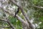 Amazonas06 - 472 * Black Nunbird.